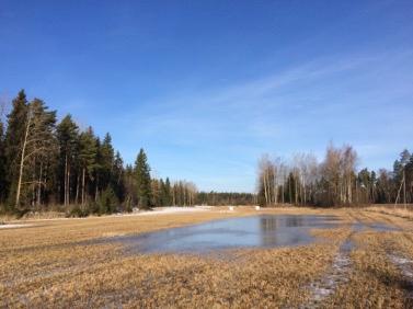 3 Kuva 1. Vahingolliset olosuhteet puna-apilanurmelle (Korjus 2017). 2.2 Puna-apilan viljely Puna-apila suositellaan perustettavaksi suojakasvin kanssa.