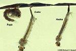 runsaita pienissä, kuivuvissa lampareissa Sulkasääsket (Chaoboridae) -- ruumis lähes läpikuultava -- pelagiaalisia petoja -- vertikaalivaellus