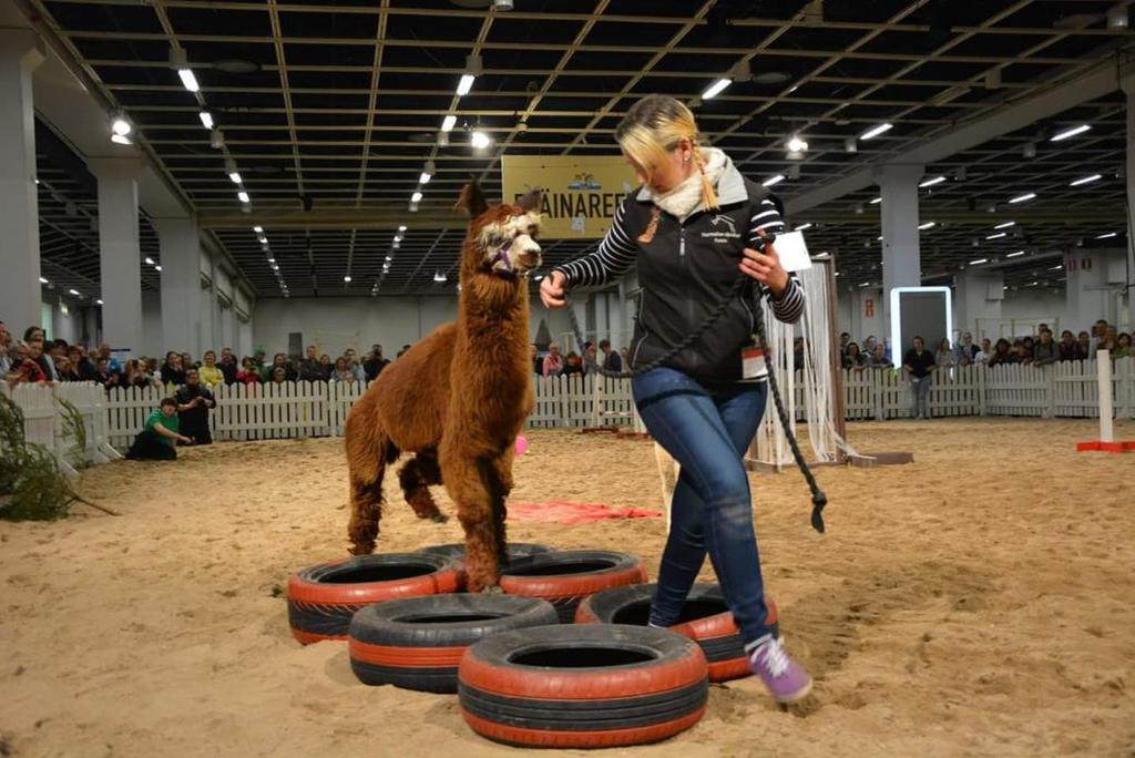 Tuomaristo koostuu tuomarista, sekä tuomarin avustajista joita tulee kilpailussa olla aina vähintään kaksi. 12.