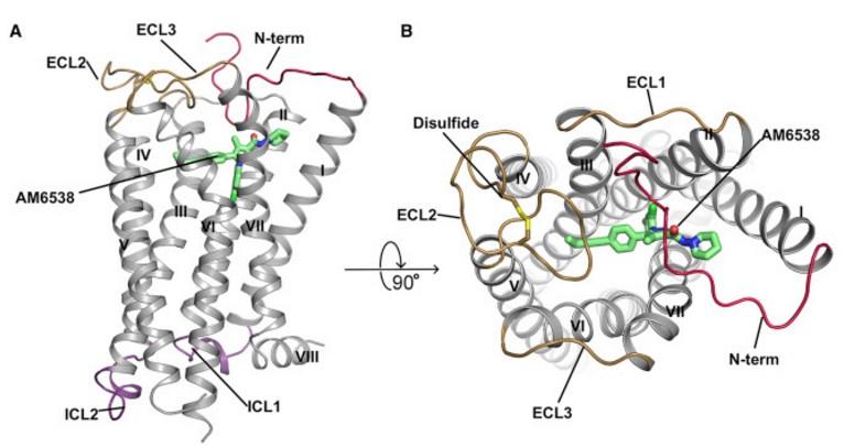 Kuva 2. Kannabinoidireseptori CB1:n kiderakenne. Vihreällä rakennetta stabiloiva antagonisti AM6538. (Hua et al.