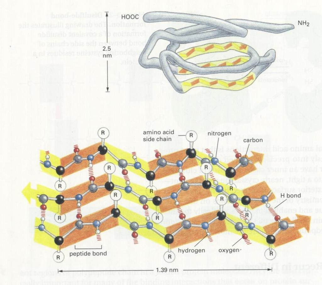 Esim. Proteiinin