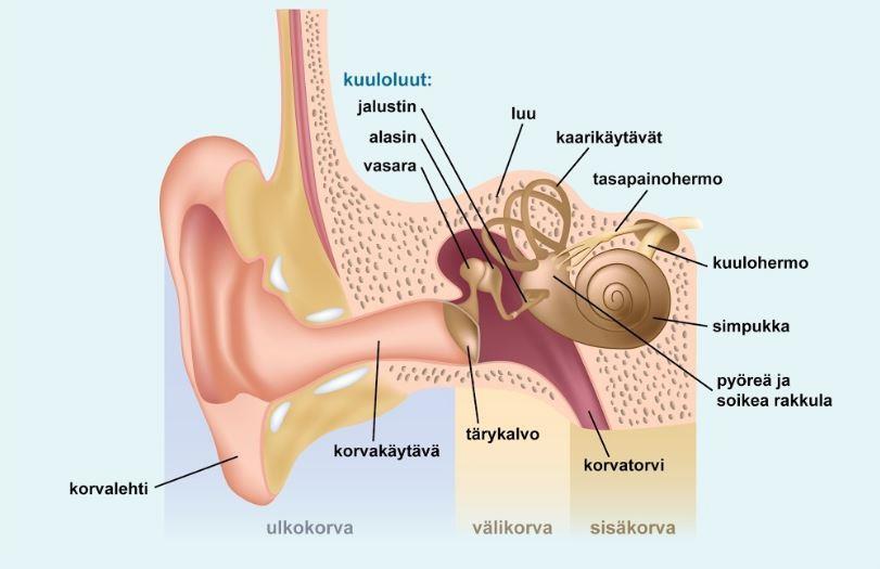 8 Kuva 1. Korvan anatomiaa. (www.kuulonhuoltoliitto.fi) Simpukassa sijaitsevat ääniherkät aistisolut. Muut sisäkorvan osat huolehtivat tasapainoaistista.
