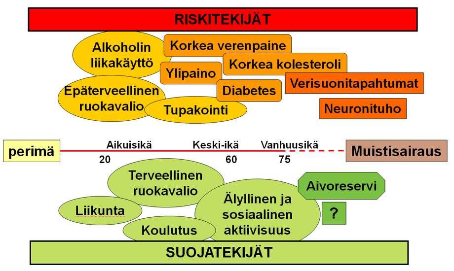 2. Sydänystävällinen ruokavalio hellii myös aivojasi Samat ruoka-aineet ovat yhteydessä niin sydän- ja verisuonitauteihin kuin muistisairauksiin Kohonnut verenpaine, muut