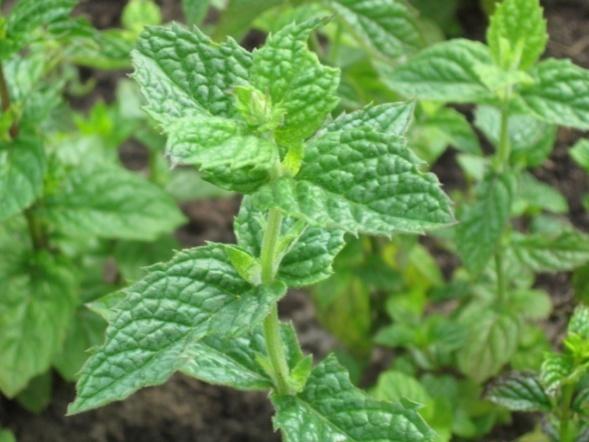 Mintut Mentha Minttulajeja useita. Viljeltynä mm. piparminttu, viherminttu, kähäräminttu, pyöröminttu, japaninrantaminttu ja puolanminttu. Luonnonvaraisia peltominttu ja vesiminttu.