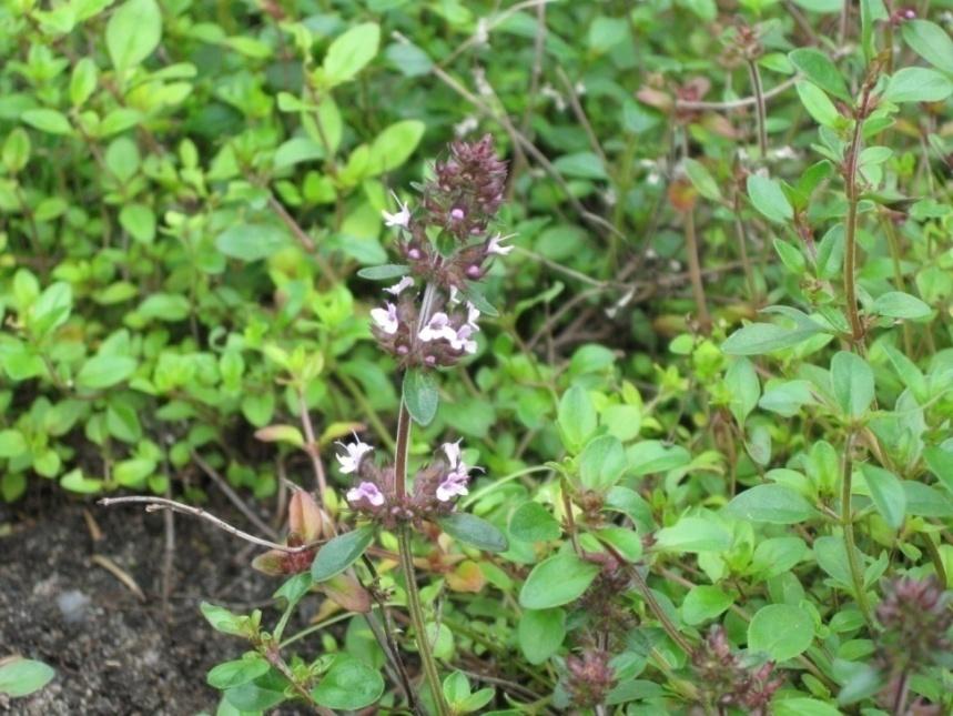 Kangasajuruoho (ajuruoho) Thymus serpyllum Tuntomerkit: Korkeus 10-15 cm. Monivuotinen. Matalakasvuinen ja hyväntuoksuinen varpukasvi.