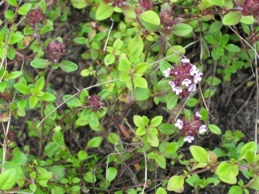 Tarha-ajuruoho (timjami) Thymus vulgaris Tuntomerkit: Korkeus 10-30 cm. Monivuotinen, Suomessa useimmiten yksivuotisena viljeltävä. Voimakastuoksuinen varpukasvi.