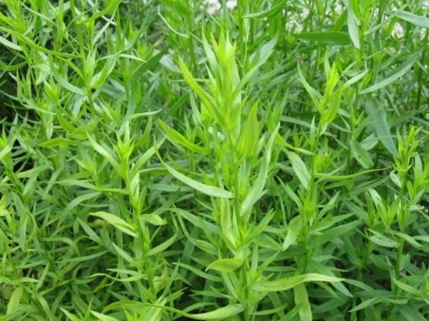 Rakuuna Artemisia dracunculus Tuntomerkit: Korkeus 70-150 cm. Monivuotinen ruoho. Pysty- ja monivartinen, jonka lehdet kapeansuikeat ja yleensä ehytlaitaiset.