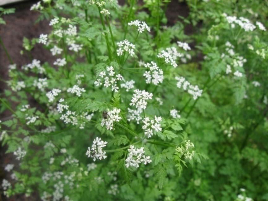 Maustekirveli (kirveli) Anthriscus cerefolium Tuntomerkit: Korkeus 30-70 cm. Yksivuotinen. Lehdet hienoliuskaiset, sileät, vaaleanvihreät, eräillä lajikkeilla kähärät tai tummanvihreät.