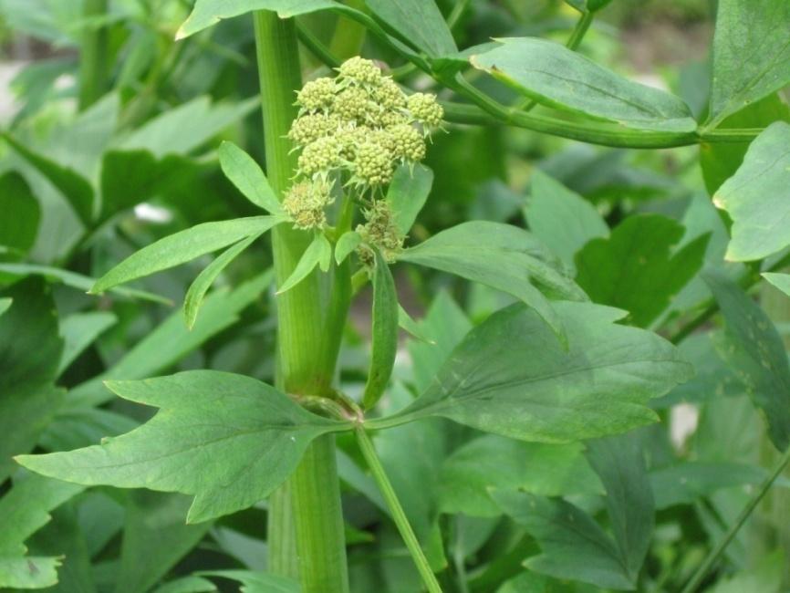 Liperi (lipstikka, rohtoliperi) Levisticum officinale Tuntomerkit: Korkeus 1,5-2 m. Monivuotinen ruoho. Jäykkä- ja paksuvartinen sekä kalju.