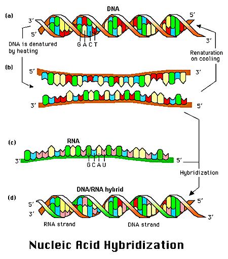 RNA- DNA hybridisaa=o Northern blot Hybridisaa=o (A-