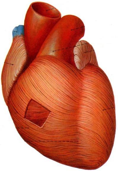Sydän Sydämen yleisrakenne: Sydämen seinämässä erotetaan rakenteellisesti kolme kerrosta: endokardium, myokardium ja epikardium.