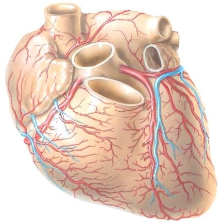 Sydämessä on lisäksi sidekudoksinen tukiranka, joka toimii sydämen läppien (läppärenkaat) tuki- ja kiinnittymisrakenteena.