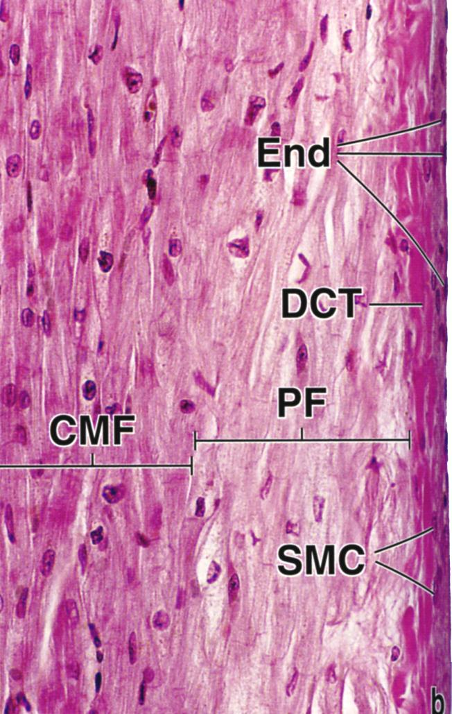 Endokardium verhoaa sydämen sisäpintaa. Sydämen sisimmän kerroksen muodostaa yhtenäinen yksinkertaisen levyepiteelin endoteelisolukerros ja sen alla oleva niukka löyhä sidekudos.
