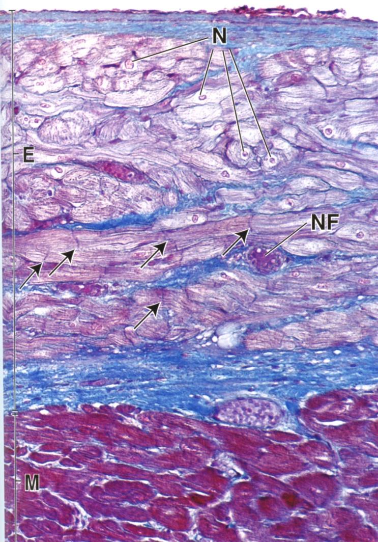 Endokardiumin seuraavassa kerroksessa on tiiviimpää sidekudosta ja mm. sileälihassoluja ja tämän alla vielä subendo- kardiaalinen sidekudos, joka sisältää siis johtoratajärjestelmän.