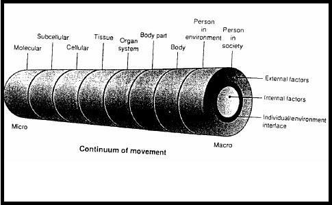 10 Kuva 1 Liikkeen eri tasot The Movement Continuum Theory of Physical Therapy -teoriassa (Cott ym. 1997, 90) Teoria perustuu kahdeksaan periaatteeseen.