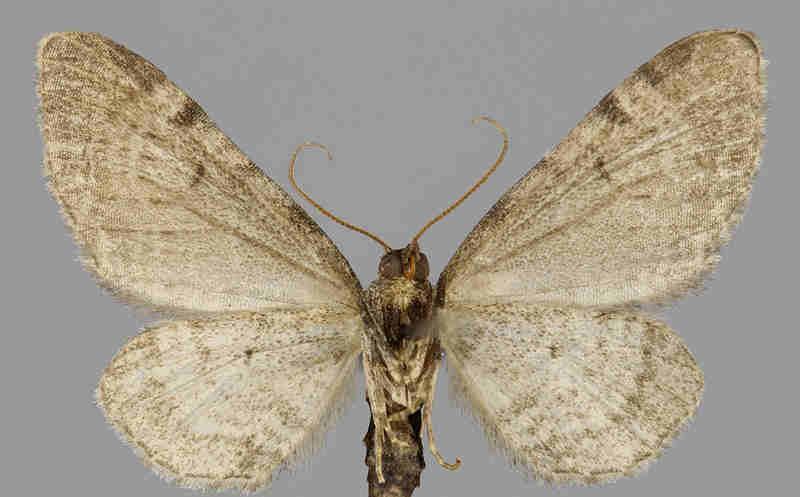 E. assimilata E.