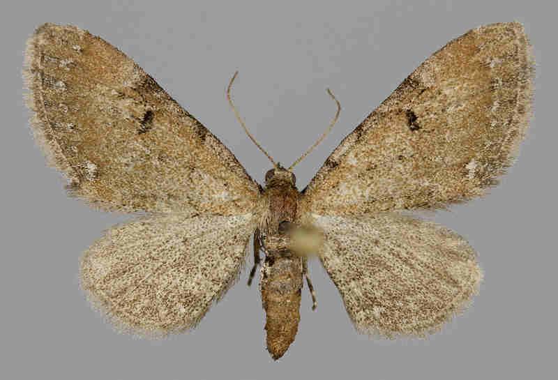 E. assimilata E.