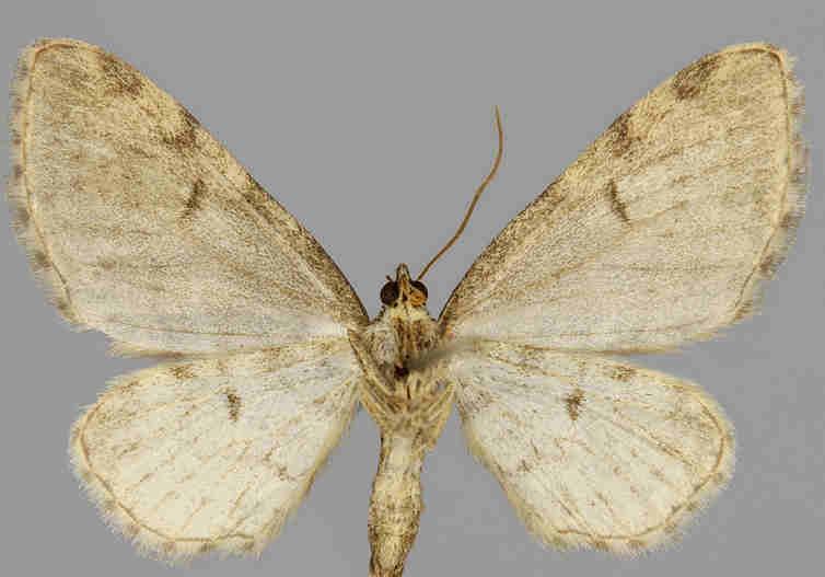 tripunctaria E.