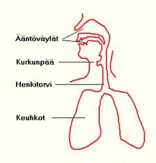 14 3 PUHE Puhe-elimistö, kurkunpää ja ääntöväylä, on tärkeä puhentuottamisen kannalta. Tämä johtuu siitä, että äänteet muodostetaan ääntöväylässä.