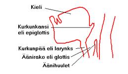 15 Kuva 3.2 Kurkunpää ja äänihuulet[13] Kuvasta 3.2 nähdään kurkunpää ja äänihuulet. Puheen äänne on soinnillinen, jos äänihuulet värähtelevät. 3.2 Soinnilliset ja soinnittomat äänteet Vokaalit ääntyvät yleensä soinnillisina ja jotkin konsonantit kuten d, m, n,h, l, r, v, j.