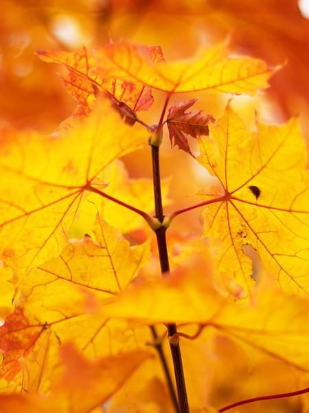 Vaahtera Vaahtera, Acer Platanoides Tuottaa siementä lähes joka vuosi Siemen kypsyy syys-lokakuussa, kerätään vihreänä Siementen koko vaihtelee, kilossa