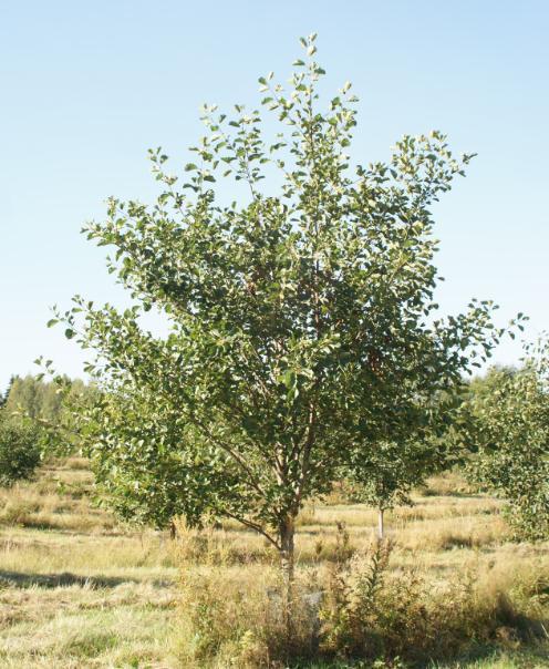 Mahdollisuudet Kotimaisten alkuperien turvaaminen Tarjota materiaalia metsäluonnon monimuotoisuuden lisäämiseksi/turvaamiseksi Laadukasta puutavaraa mm.