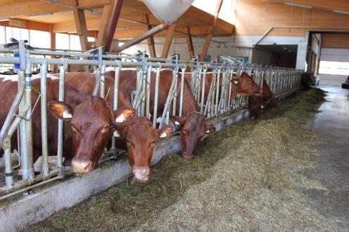 Karja Valtarotujen lehmiä ei juurikaan näkynyt Rodut valikoituneet vaikeiden maasto-olojen mukaisesti Sveitsinruskea, jersey, pinzgaunlehmä, tirolinlehmä ym.