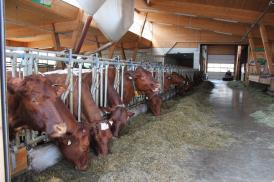 rauhallinen, sarveton Pinzgaunlehmä Kehittyy hitaasti, astutetaan vasta kolmevuotiaana Kasvatetaan sekä maidon-