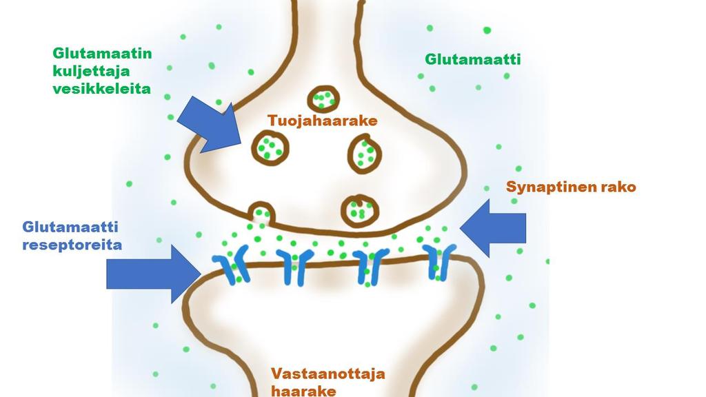 5 rakoon vapautuneesta glutamaatista. Tätä on havainnollistettu kuvassa 2.