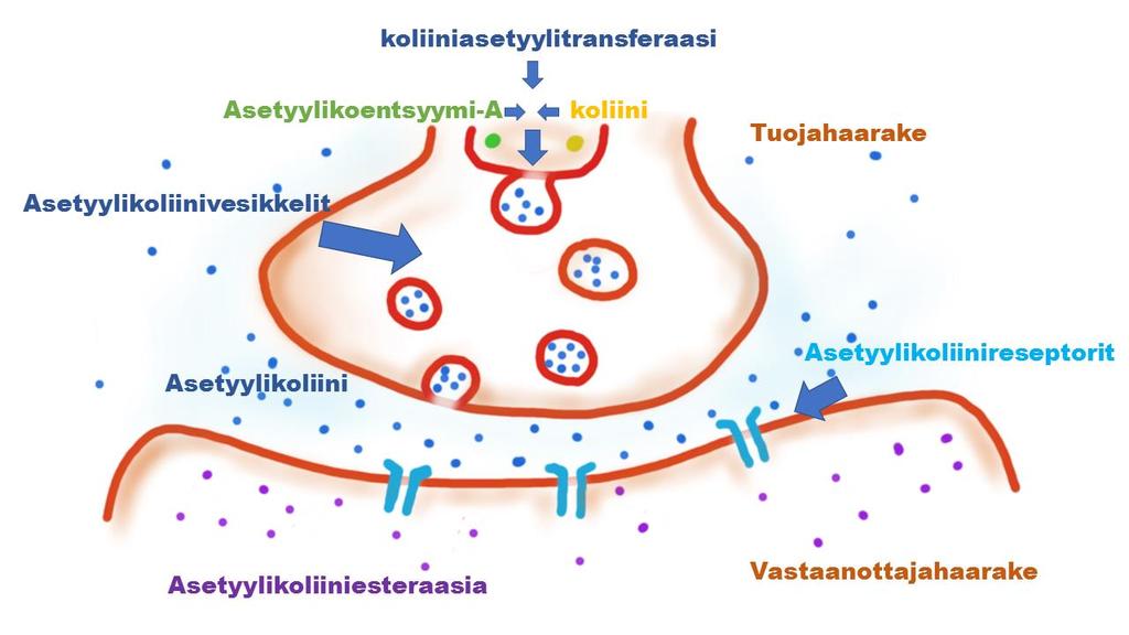 7 Kuva 3. Asetyylikoliinisolujen toiminta yksinkertaistettuna. Asetyylikoliini muodostuu hermoterminaalissa asetyylikoentsyymi-a:sta ja koliinista koliiniasetyylitransferaasin avulla.