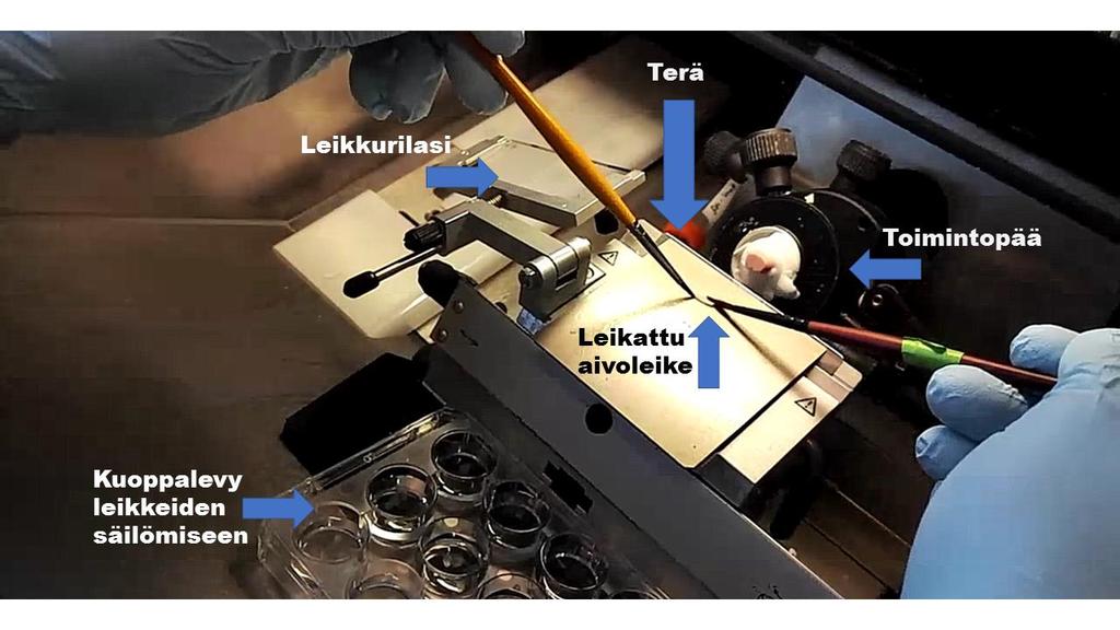 11 ulottuvuudessa. Myös leikkauskulmaa voidaan säätää. Kuvassa 5 näkyy kryostaatin kylmäosasto. Kuva 5. Kryostaatin kylmäosasto.