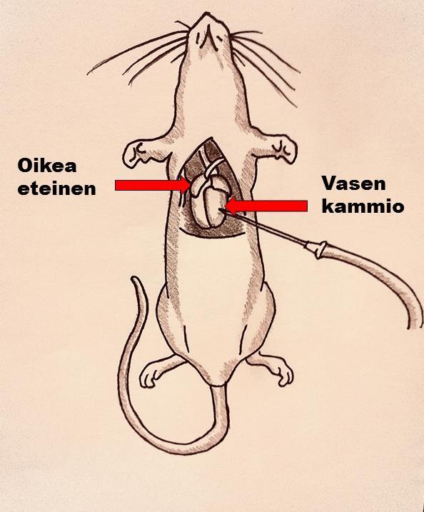18 Kuva 7. Hiiren perfuusio. Vasempaan kammioon on asennettu neula, johon pumpataan letkulla PBS-liuosta. Oikeaan eteiseen on tehty viilto.