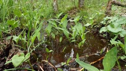 Torrsjö, Raasepori (Pohja) Keltamajavankaalia kasvaa Raaseporin (entisen Pohjan) Brödtorpissa Torrsjö-järven pohjoisrannalla Pohjan Kiskon Natura 2000 -alueella.