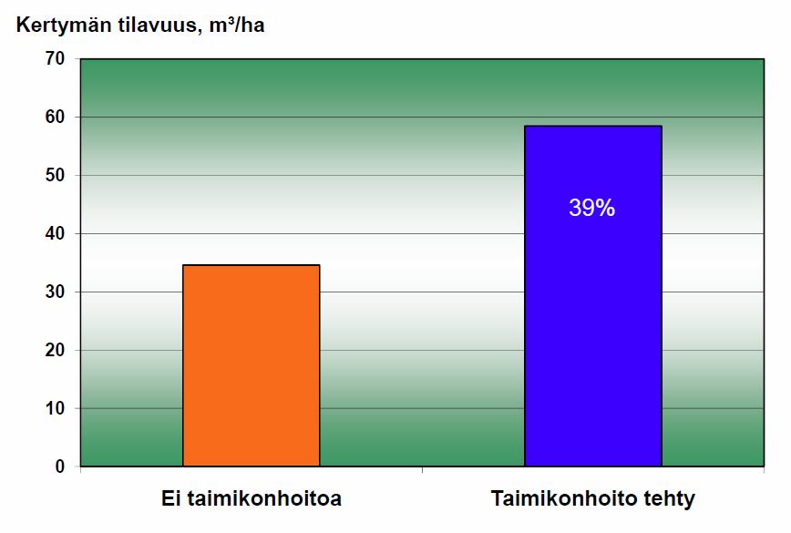 Istutuskuusi, MT, ensiharvennustulos Matti