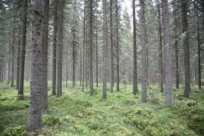 Kun tällainen paksukunttainen maa jätetään mahdollisimman