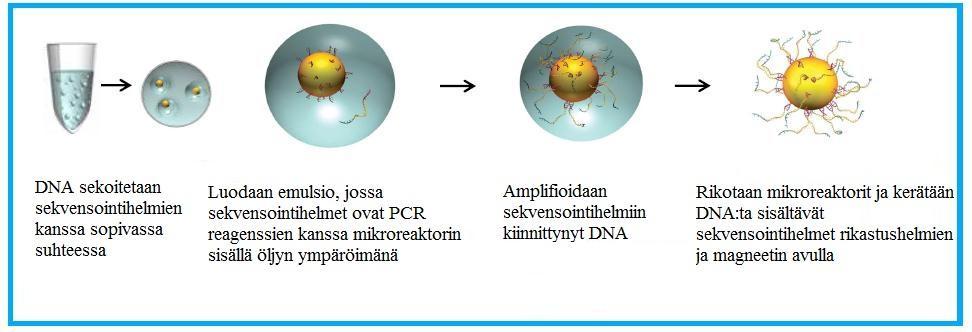 22 Kuva 5. Alukkeiden kiinnittyminen haluttuun sekvenssiin (Roche). PCR-amplikonit amplifioidaan emulsiossa sekvensointihelmien pinnalle. Emulsio-PCR:n periaate on esitetty alla olevassa kuvassa 6.