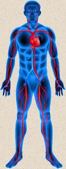 KARDIOVASKULAARISAIRAUDET Coronary heart disease Disease of blood vessels supplying heart muscle 1 Peripheral arterial disease Disease of