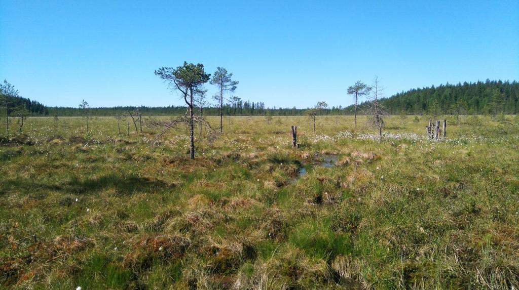 Kivisuo etelä Ennallistamisesta on kulunut 5 vuotta. Suon poikki kulkevat kaksi ojaa on tukittu neljällä padolla yläja alapäästään.
