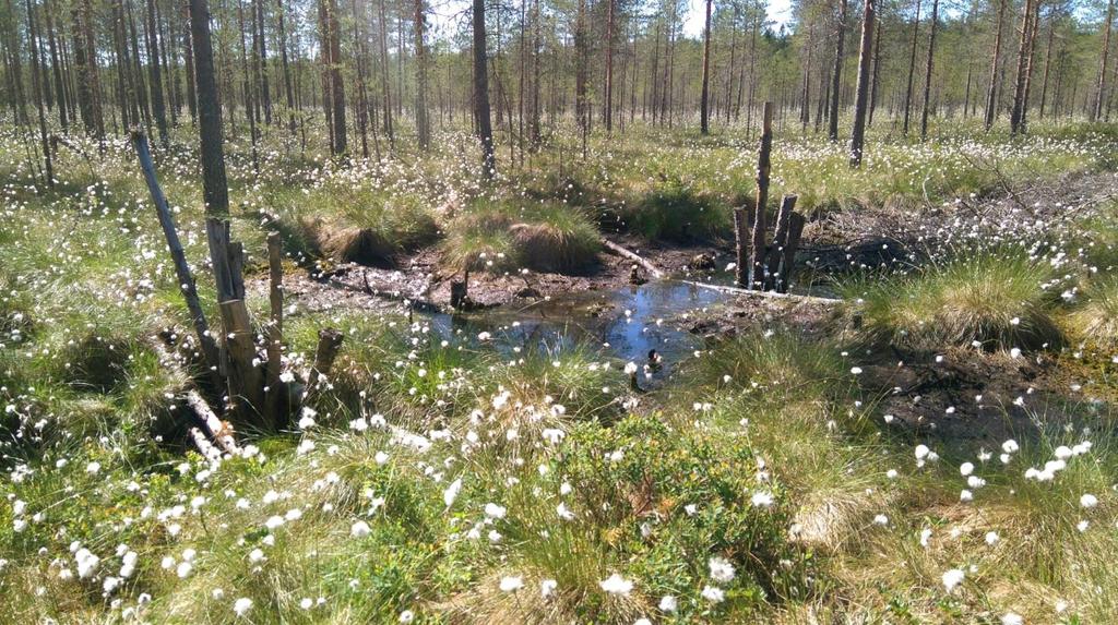Laji Ennallistettu yks Luonnontilainen yks Rämehopeatäplä 5 5 Rahkahopeatäplä 3 0 Suokeltaperhonen 0 1 Saraikkoniittyperhonen 0 1 Rämekylmänperhonen 11 7 Kivisuon pohjoisan ennallistuskohde