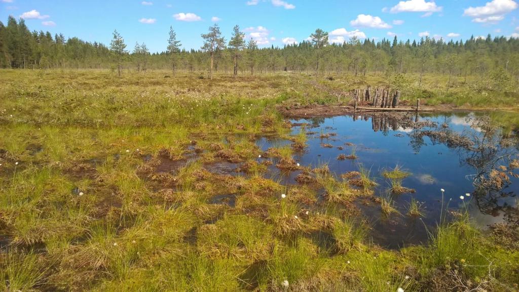 Isonevalle palautettua rimmikkoa. Kuva: Ari Aalto. Kuolemaistensuo Ennallistamisesta on kulunut 4 vuotta.