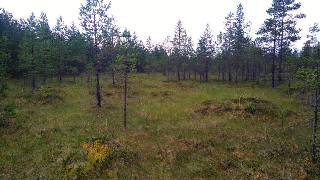 Ennallistettu Ojikko Laji yks yks Rämehopeatäplä 0 9 Pursuhopeatäplä 7 5 Suokeltaperhonen 2 0 Rämekylmänperhonen 9 3 Ratamoverkkoperhonen 1 0 Raatosuo Kesän 2016 ennallistamista edeltävä laskenta