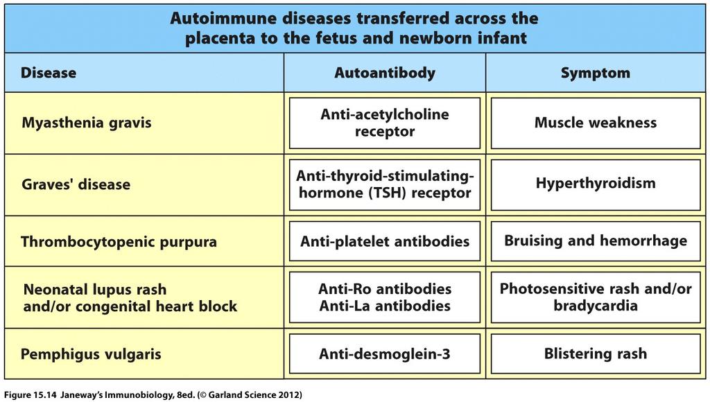 placentalautoimm Sikiön autoimmuniteetti