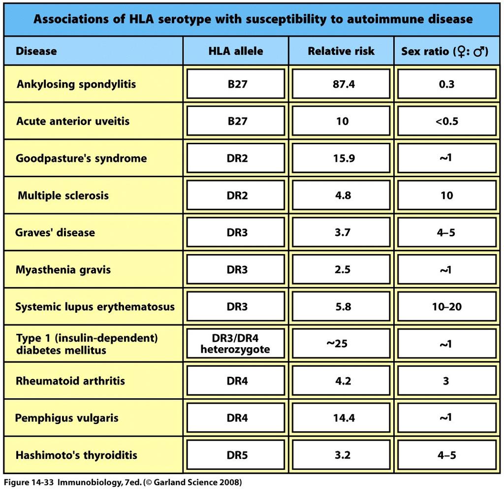 gene+ymp Autoimmuunitautien patogeneesi HLA-tyyppi on tärkein tunnettu autoimmuniteetin geneettinen riskitekijä
