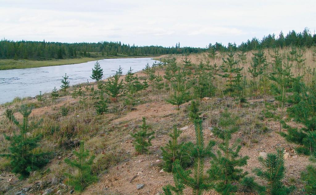 Kuva 65. Ylä-Kemijoen laajat, karut lanssialueet palautuvat maisemoinnin jälkeen hiljalleen lähemmäksi luontaista tilaansa. Kuva Jarmo Huhtala.