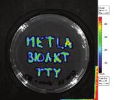 BIOAKT-hanke: Testaukset mikrobipohjaisilla biosensoreilla DI Jenni Tienaho, Prof. Matti Karp, Prof.
