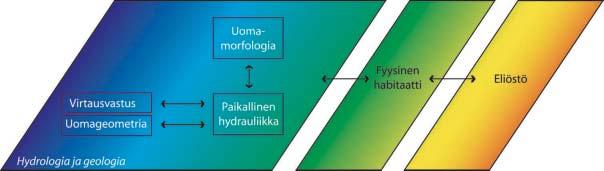 Kuva 9.3 Paikallinen hydrauliikka ja uomamorfologia määrittävät fyysisen habitaatin, joka puolestaan vaikuttaa ekosysteemin toimintaan.