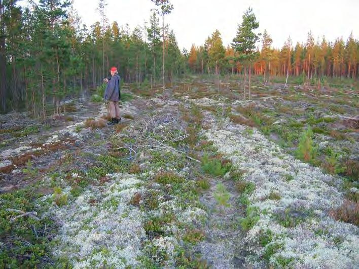 21 Asuinpaikan keskiosaa, kuvattu itään.