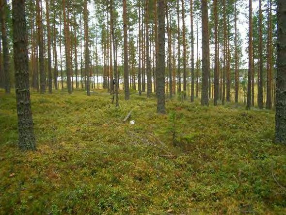 28 Asuinpaikan maastoa mäen laella. Kuvattu kaakkoon. SIIKAJOKI 1 LINNAMAANKANGAS Rauh.