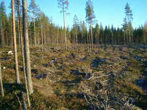 Rinteen alaosa, tien koillispuolella on vähäkivinen ja maaperä hiekkaa. Hiekkaiselta alueelta löytyi monin paikoin kvartsi-iskoksia.