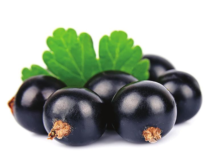 MUSTAHERUKKA Mustaherukka on monipuolinen kasvi, siitä voi hyödyntää sekä sen marjat että lehdet. Mustaherukan marjat sisältävät mm. C-vitamiinia 180-200 mg per 100g ja lehdissä C-vitamiinia on n.